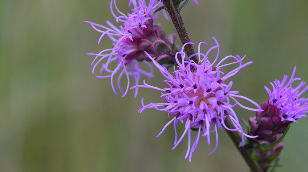 Purple flowers