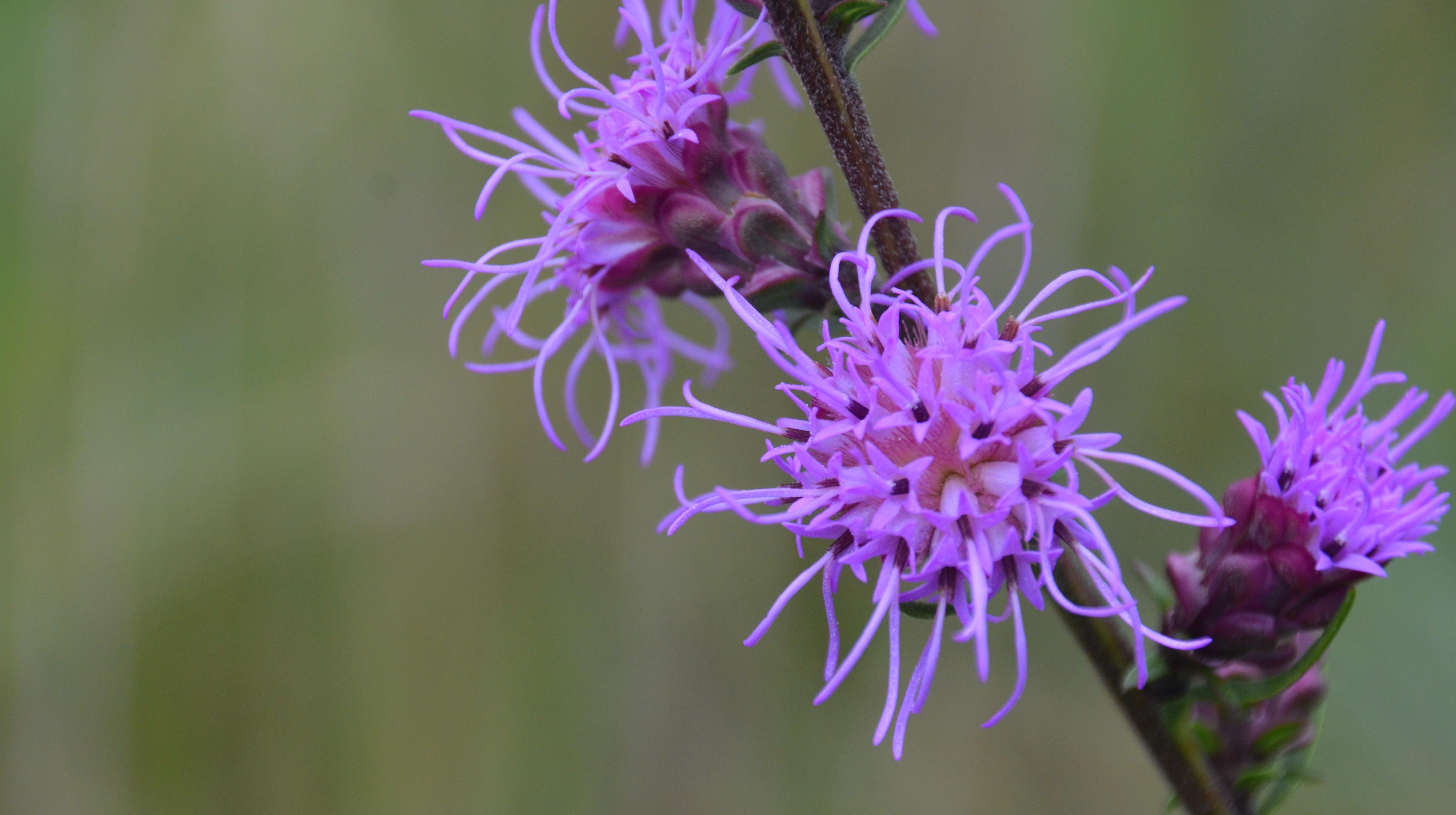 Lead photo: purple flowers