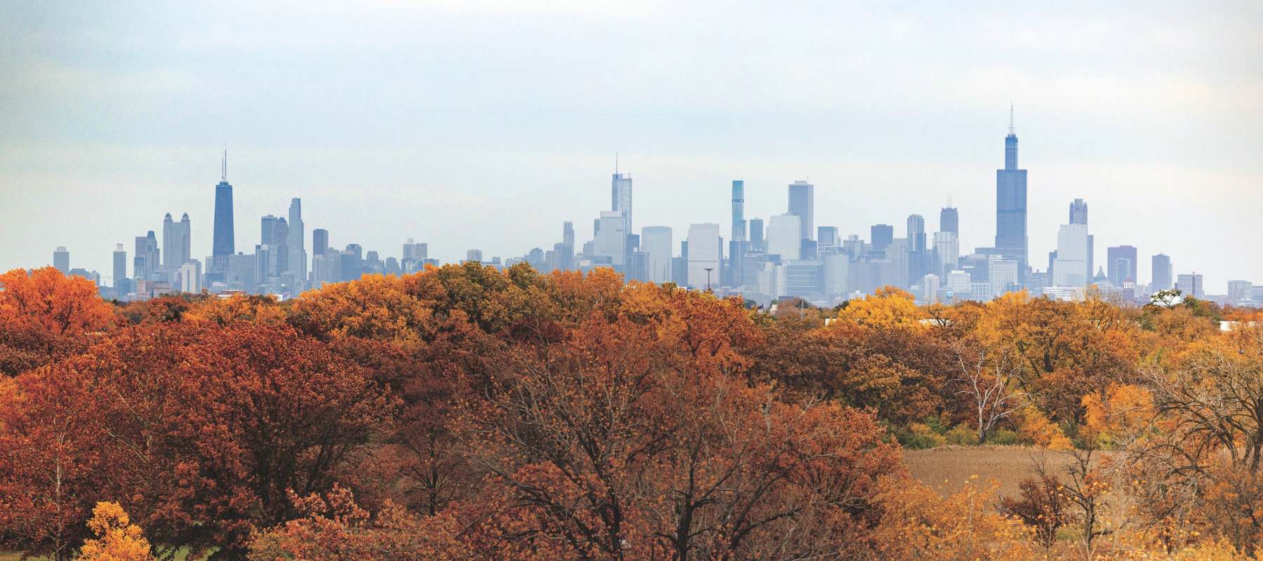 Skyline in background with fall-colored foliage