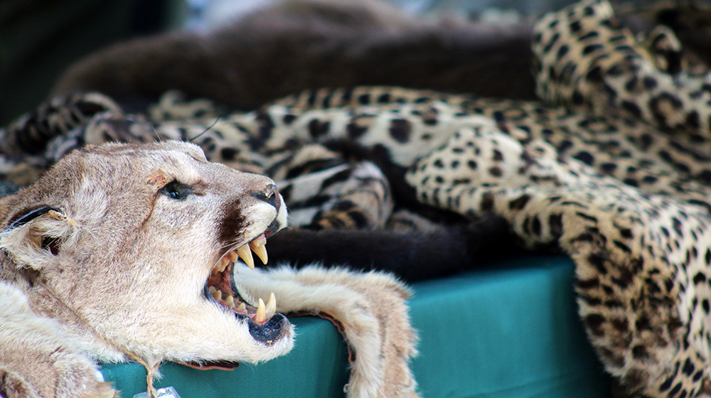 lion skin and other animal skins